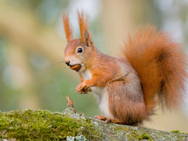 Ein rotes Eichhörnchen mit einem großen buschigen Schwanz hält eine Nuss im Maul, sitzend auf einem moosigen Ast.