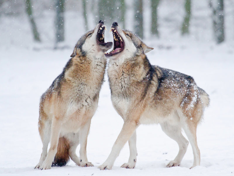 Zwei Wölfe knurren und fletschen sich in einem verschneiten Wald die Zähne.