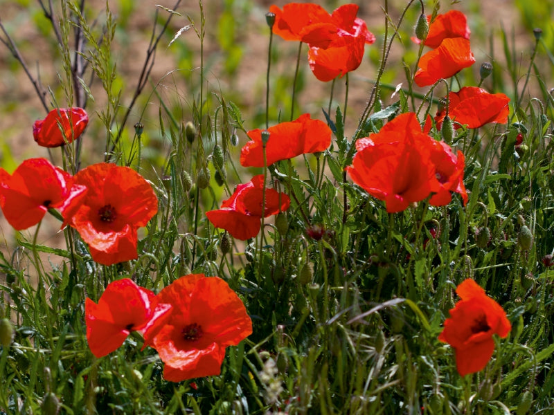 Helle rote Mohnblumen blühen inmitten von grünem Gras und dünnen Stängeln in einem sonnigen Feld.