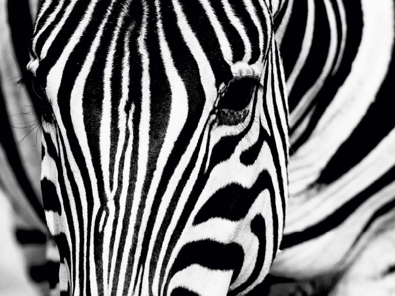 Nahaufnahme eines Zebragesichts in Schwarz-Weiß mit markanten Streifen und dunklem Auge.