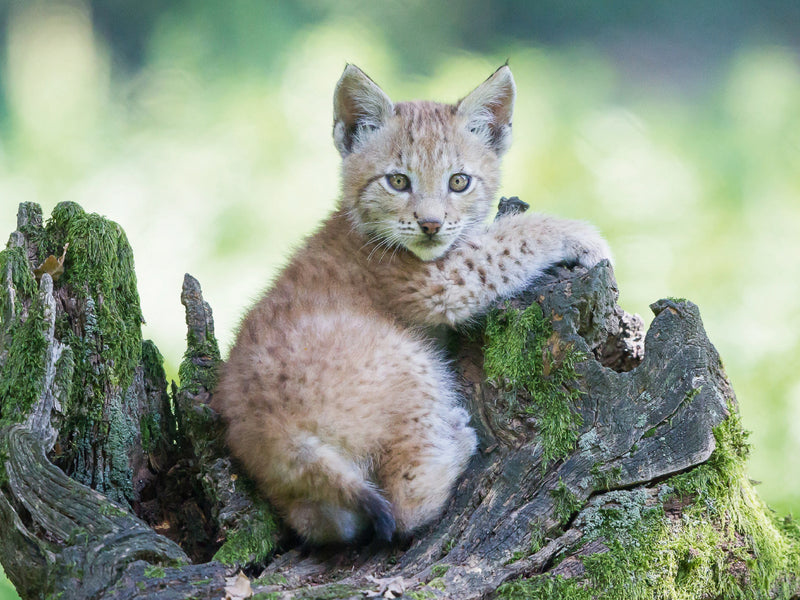 Ein kleiner Luchs sitzt auf einem moosbewachsenen Baumstumpf im wald.
