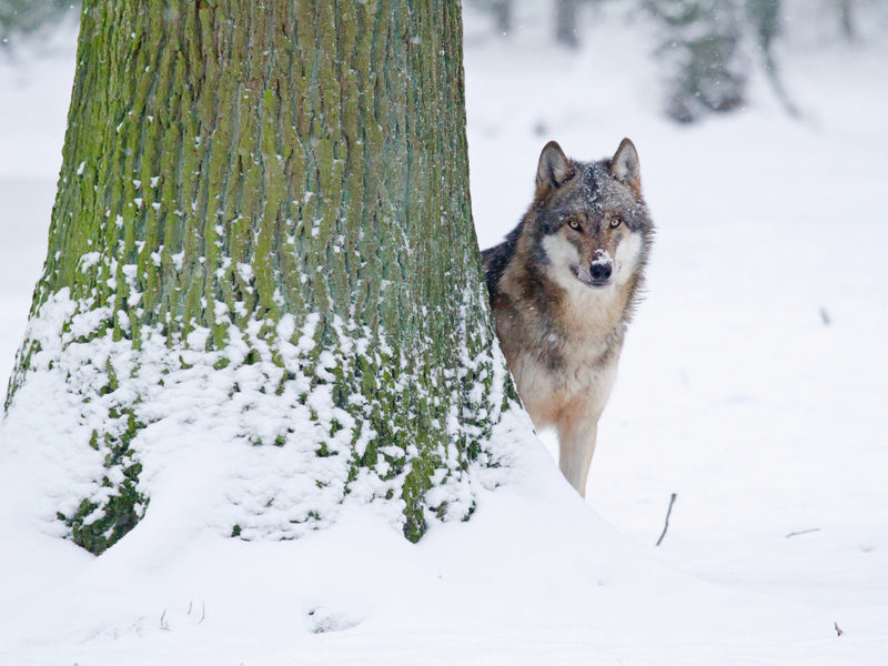 Ein Grauwolf schaut im verschneiten Wald hinter einem dicken, moosbedeckten Baum hervor.