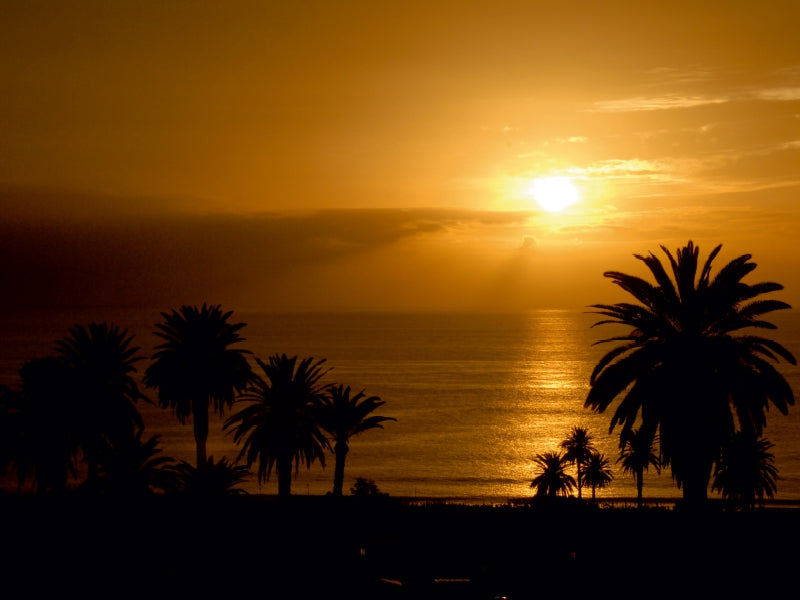 Goldener Sonnenuntergang über dem Meer mit Silhouetten von Palmen im Vordergrund.