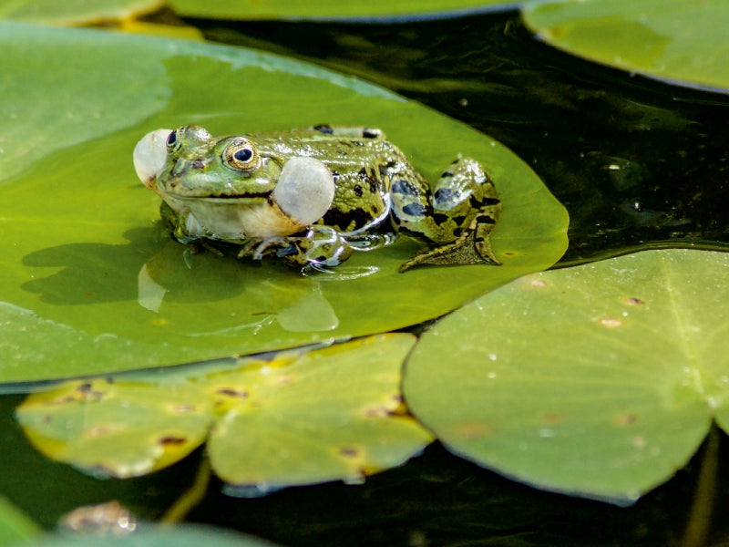 Ein grüner Frosch mit aufgeblasenen Schallblasen sitzt auf einem Seerosenblatt im dunklen Wasser.