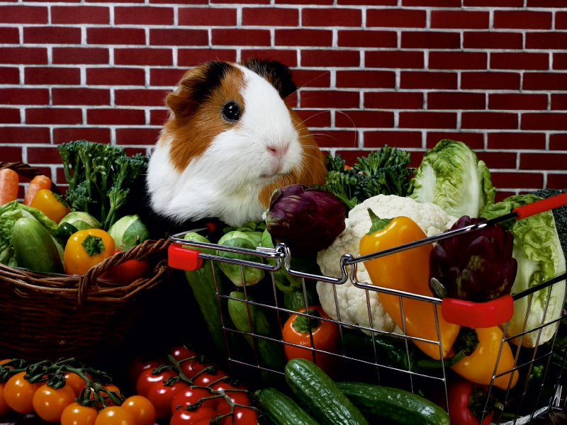 Ein braun-weißes Meerschweinchen sitzt inmitten von Körben mit frischem Gemüse vor einer Ziegelwand.
