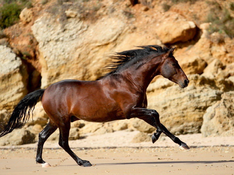 Ein braunes Pferd galoppiert an einem Sandstrand vor einer felsigen Klippe.