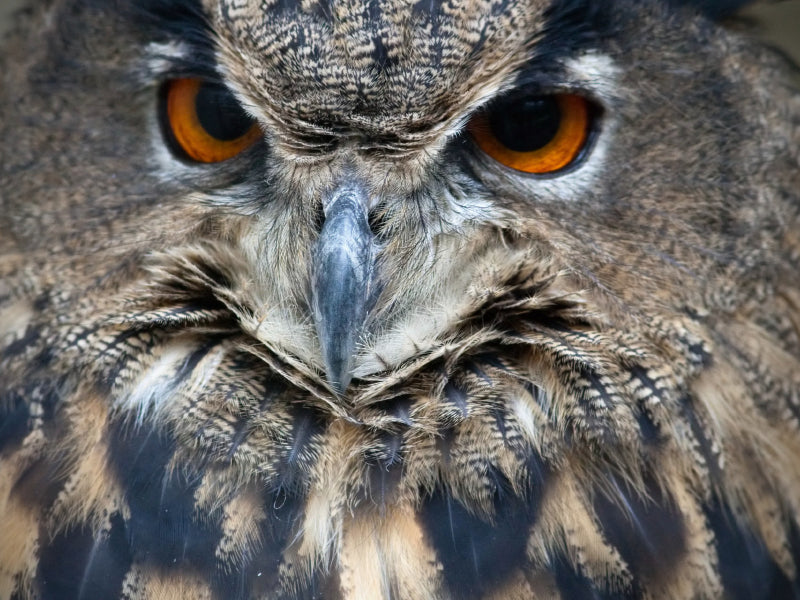 Nahaufnahme einer Eule mit leuchtend orangen Augen, gemusterten braunen Federn und einem scharfen grauen Schnabel.