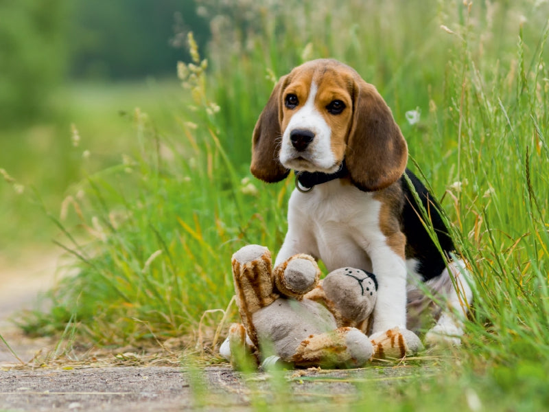 Ein kleiner Beagle-Welpe sitzt im grünen Gras und spielt mit einem Stofftier.