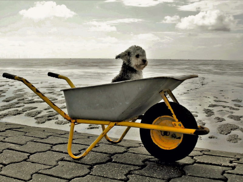 Ein flauschiger grau-weißer Hund sitzt in einer gelb-grauen Schubkarre auf einem gepflasterten Weg mit Blick auf Strand und Meer.