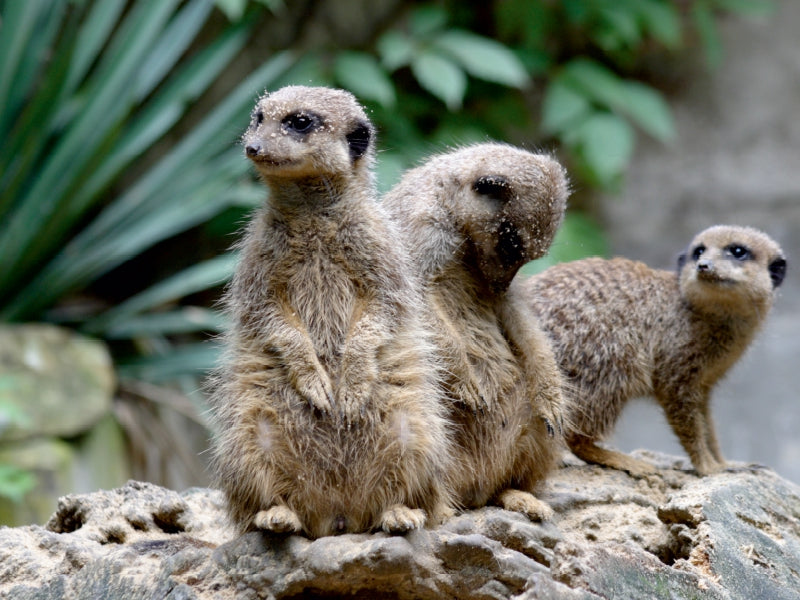 Drei Erdmännchen sitzen auf einem Stein vor grünen Blättern.