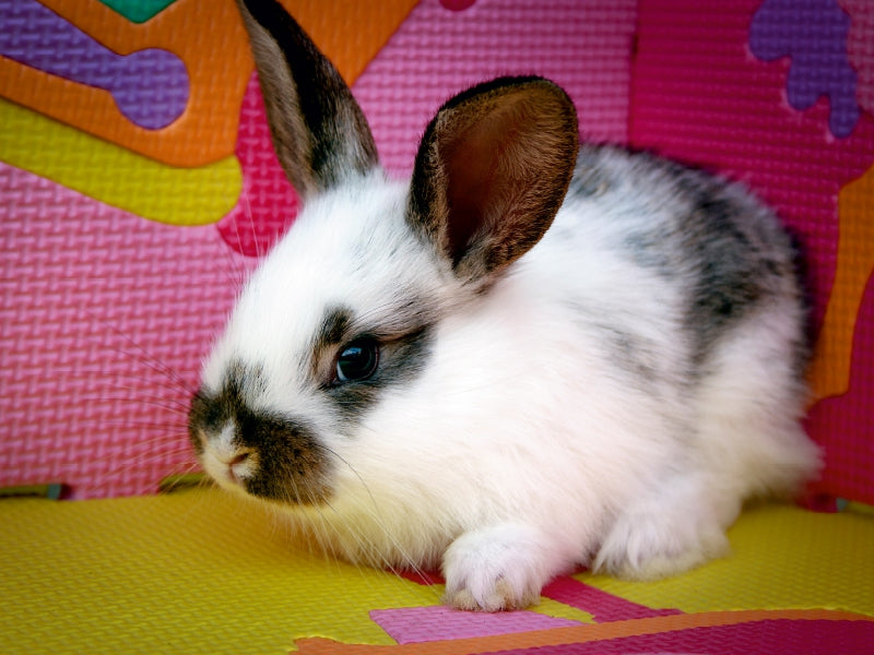 Ein kleiner weiß-grauer Hase sitzt auf einer bunten Schaumstoffmatte.