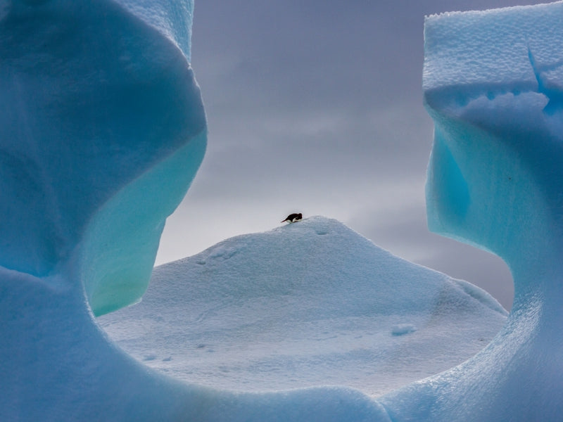 Ein einsamer Pinguin steht auf einem eisigen Hügel, eingerahmt von blauen Eisbergen.