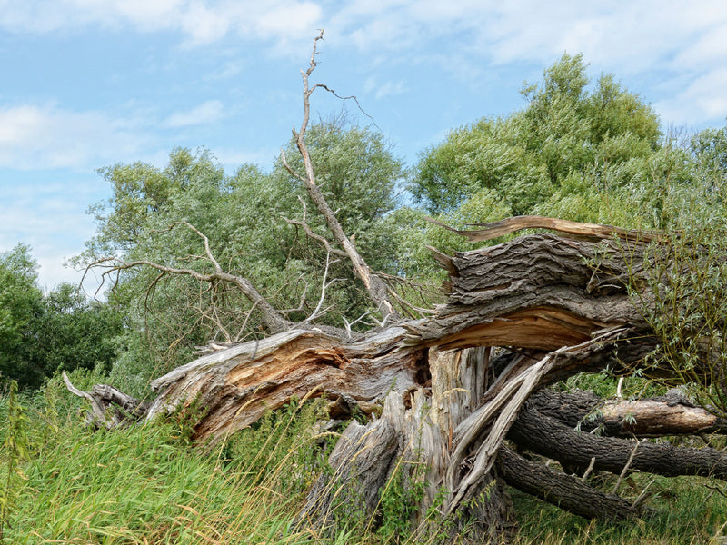 Ein umgestürzter, gebrochener Baumstamm mit freiliegendem Holz liegt auf einer Wiese vor grünen Bäumen und blauem Himmel.