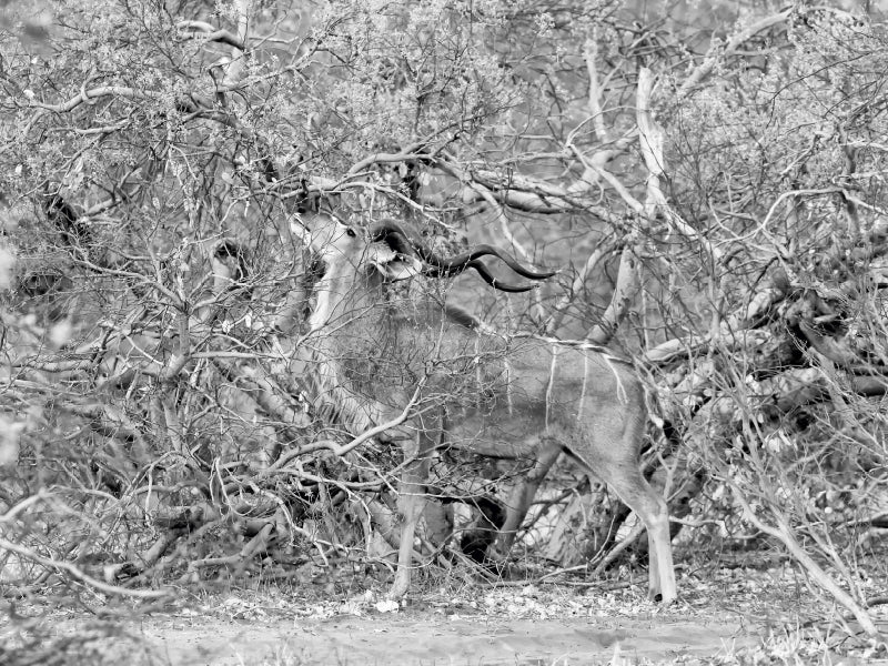 Eine Kudu-Antilope mit langen spiralförmigen Hörnern frisst Blätter von den Ästen in einem dichten Busch.