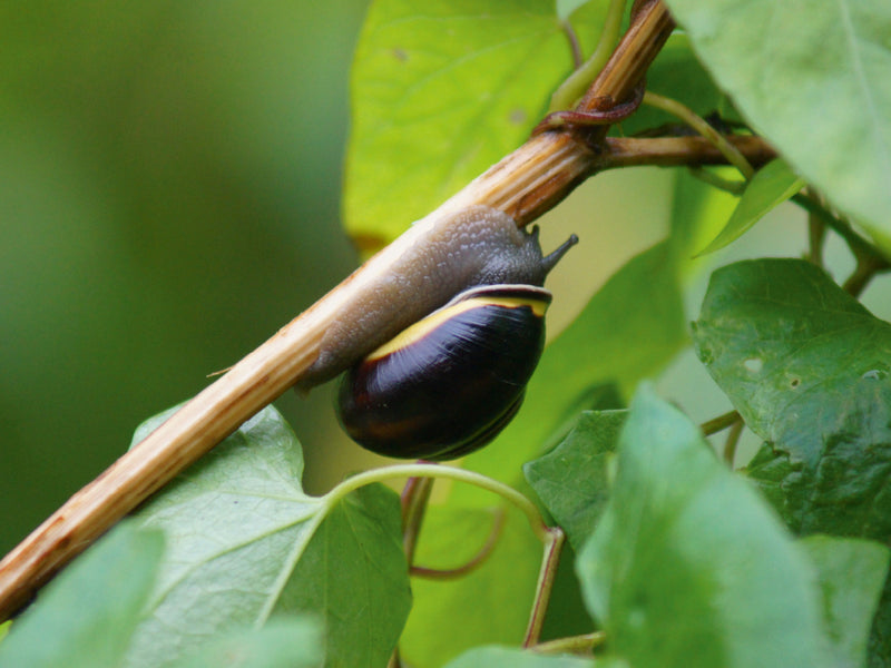 Eine Schnecke mit dunklem Haus kriecht an einem dünnen Pflanzenstängel zwischen grünen Blättern.