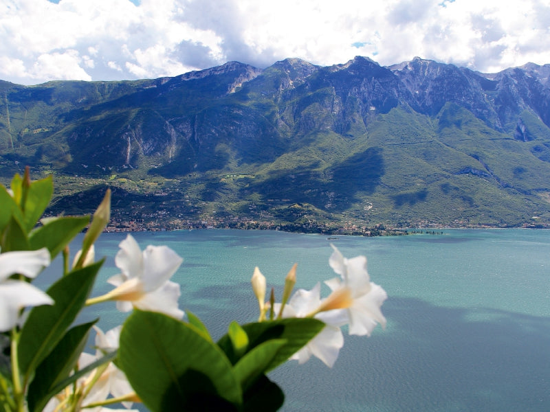 Weiße Blumen im Vordergrund mit einem blauen See und großen grünen Bergen im Hintergrund.