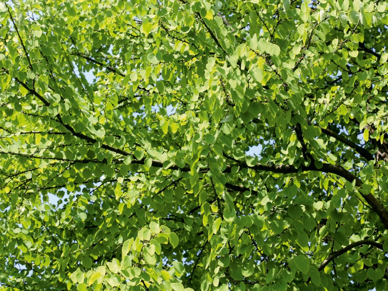 Dichte grüne Blätter an dunklen Zweigen vor einem hellen Himmel.