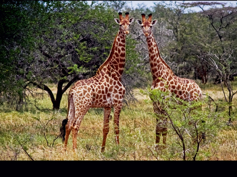 Zwei Giraffen stehen zwischen grünen Bäumen und trockenem Gras in einer Savannenlandschaft.