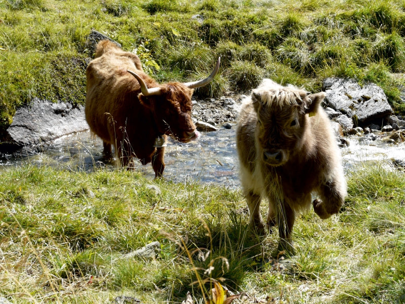 Zwei braune Hochlandrinder gehen in einer üppig grünen Wiese mit einem flachen Bach.