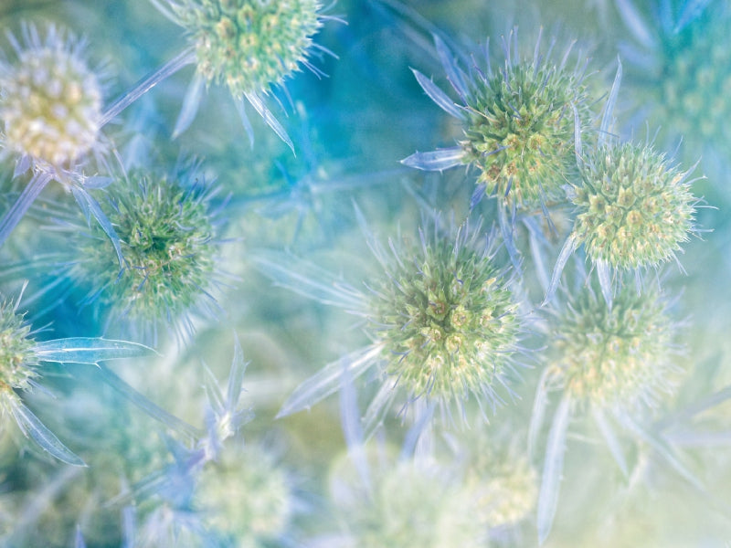 Nahaufnahme von runden, stacheligen blauen und grünen Blüten in sanftem Fokus vor blauem Hintergrund.