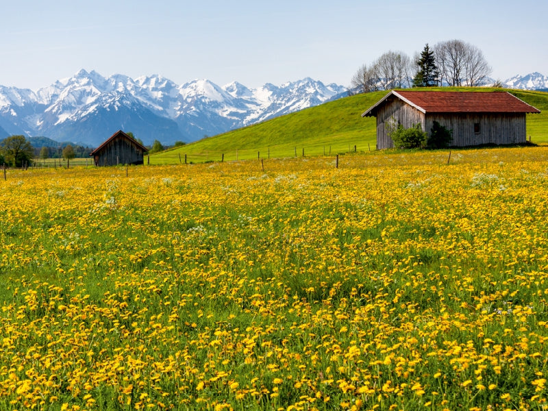 Wiese voller gelber Blumen vor Holzhütten und verschneiten Bergen.