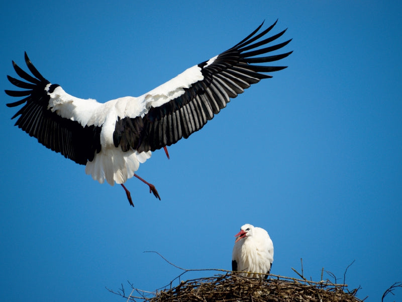 Ein weiß-schwarzer Storch fliegt über ein Nest mit einem anderen Storch vor blauem Himmel.