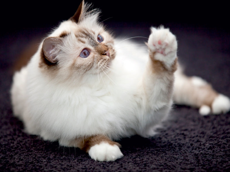 Eine flauschige weiße und braune Katze mit blauen Augen hebt auf einem dunklen Teppich eine Pfote.