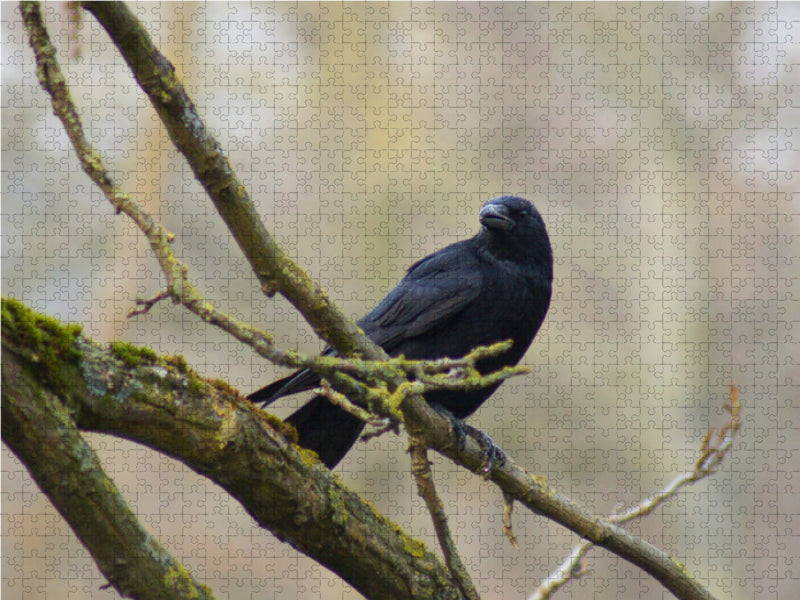 Ein schwarzer Vogel sitzt auf einem mossbedeckten Ast vor einem verschwommenen Wald.