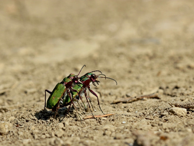 Zwei grün-metallische Tigerkäfer paaren sich auf einem sandigen Boden.