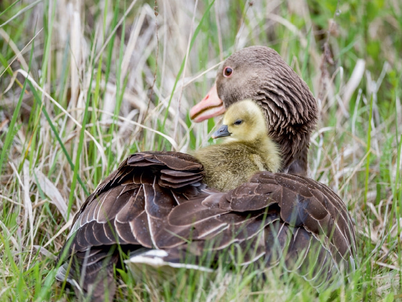 Eine graue Gans schützt ihr flauschiges gelbes Küken im hohen Gras.