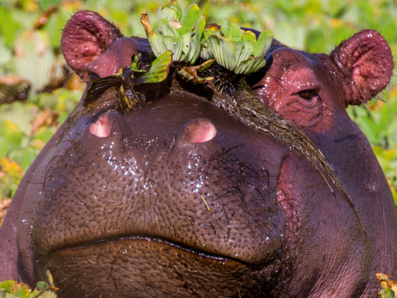Nahaufnahme eines Nilpferdkopfs, bedeckt mit grünen Wasserpflanzen, umgeben von Vegetation im Wasser.