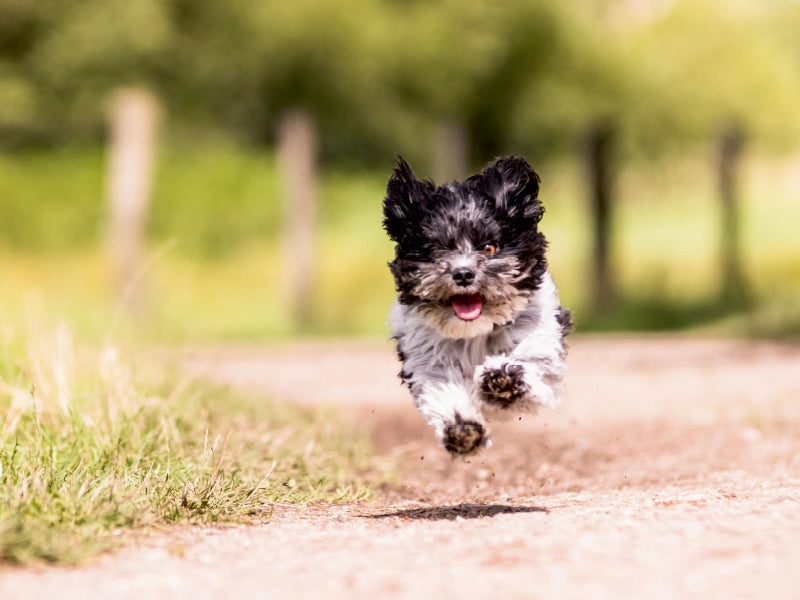 Ein kleiner, schwarz-weißer Hund läuft freudig über einen Feldweg.