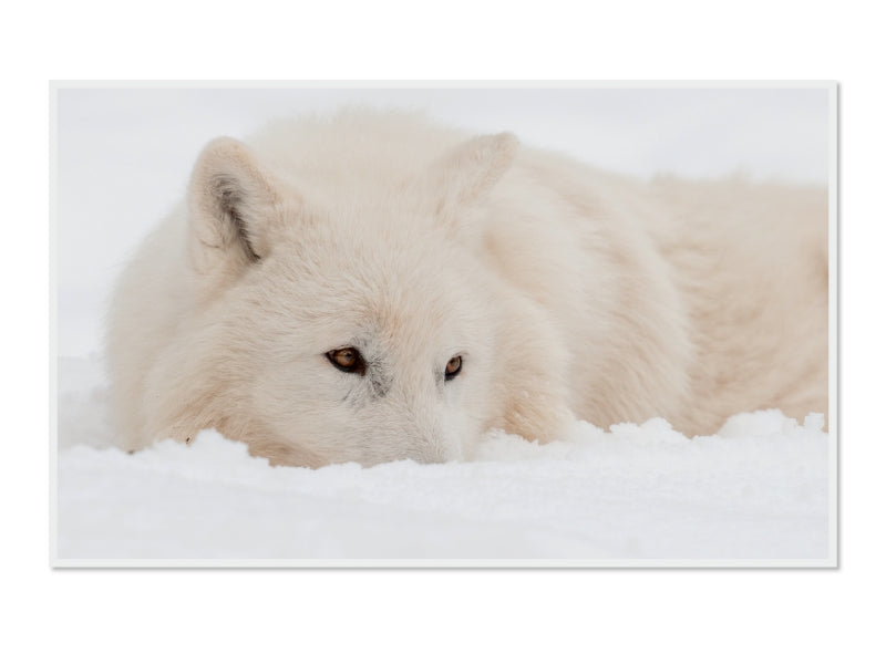 Ein weißer Arktiswolf ruht im Schnee und blickt mit aufmerksamen braunen Augen nach vorne.