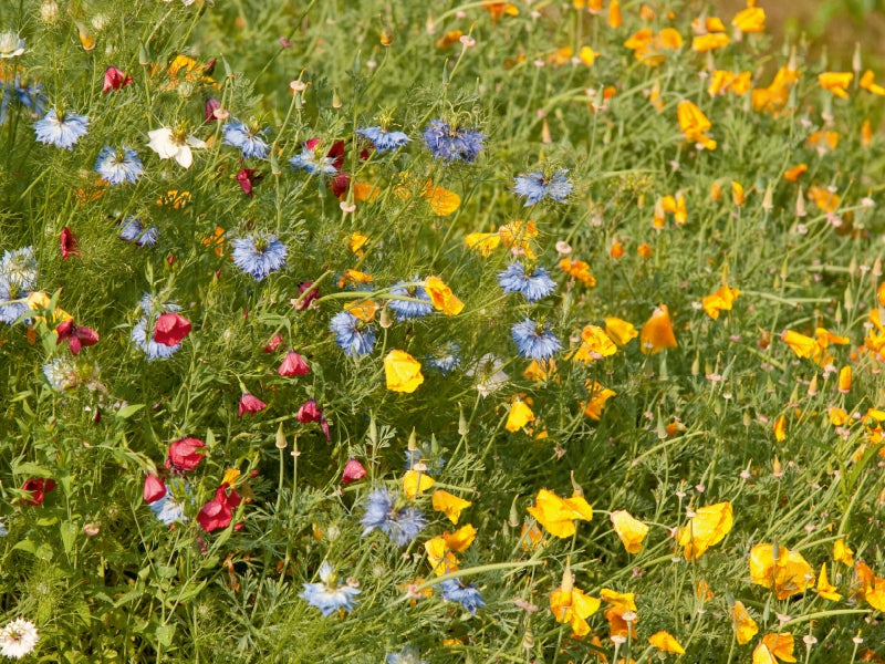 Eine üppige Wiese mit blauen, roten und gelben Wildblumen im grünen Gras.