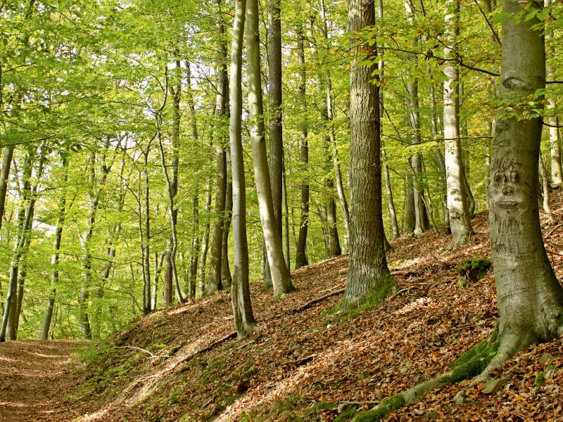 Lichter Wald mit Laubbäumen auf einem abfallenden Hang mit vielen trockenen Blättern am Boden und Sonnenlicht.