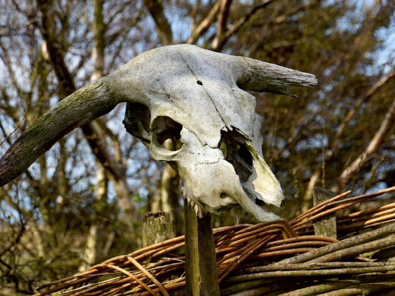 Ein weißer Tierschädel mit Hörnern sitzt auf einem Holzpfahl vor einem Flechtzaun und Bäumen.