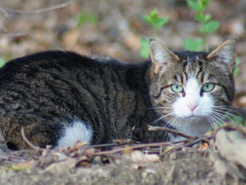Eine getigerte und weiße Katze ruht auf dem Waldboden, umgeben von trockenem Laub, Zweigen und grünen Trieben.