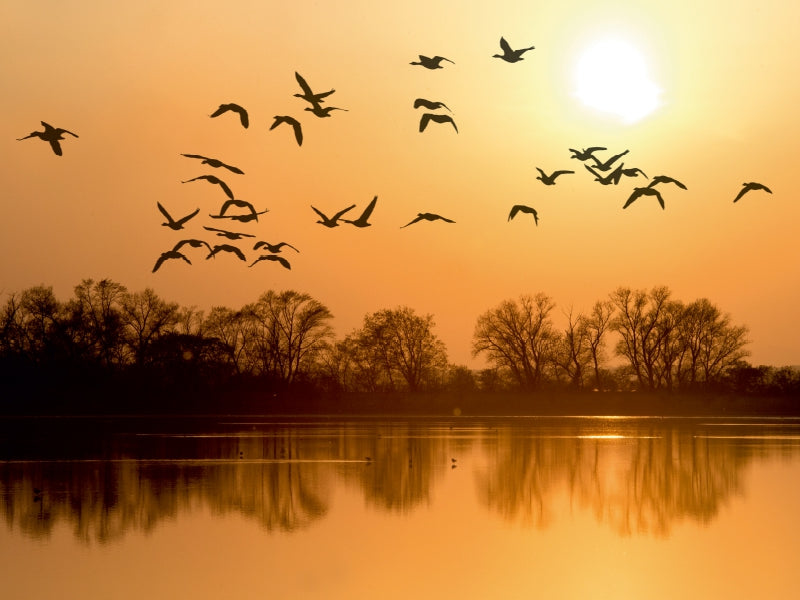 Flock Vögel fliegt bei Sonnenuntergang über einen ruhigen See mit Bäumen im Hintergrund.