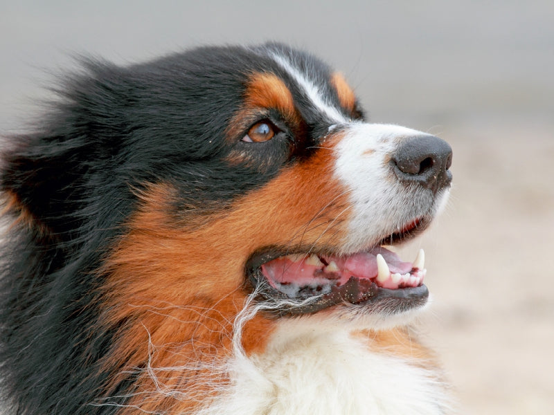 Nahaufnahme eines schwarz-weiß-braunen Australian Shepherd mit leicht geöffnetem Maul vor hellem Hintergrund.