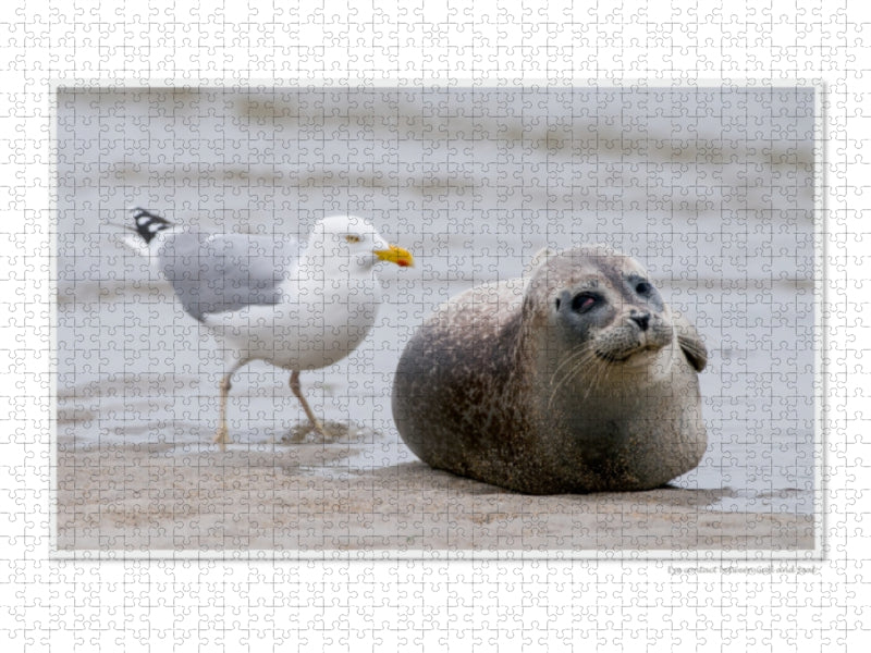 Eine Möwe und eine Robbe sitzen am Strand, wobei die Möwe im Hintergrund steht.