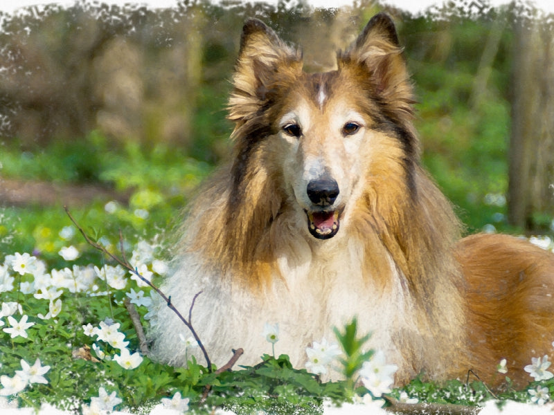 Ein flauschiger Collie ruht in einem sonnigen Feld voller kleiner weißer Blumen.
