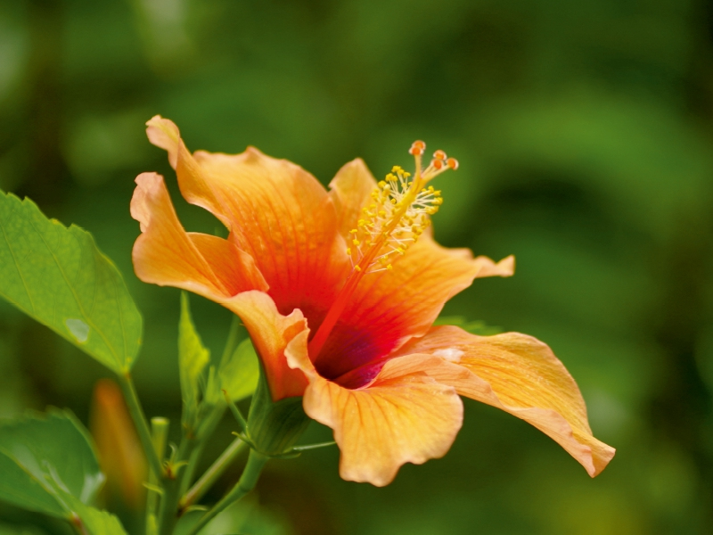 Eine orangefarbene Hibiskusblüte mit roten Akzenten und sichtbaren Staubgefäßen vor grünem Hintergrund.