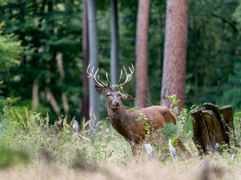 Ein prächtiger Hirsch mit großem Geweih steht in einem lichten Wald vor grünen Büschen und alten Baumstämmen.