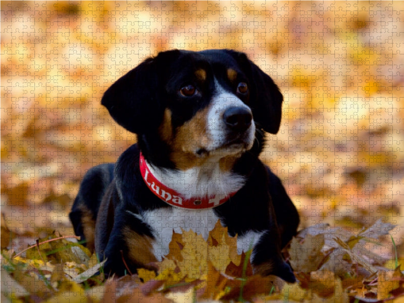Ein dreifarbiges Hund mit rotem Halsband im Herbstlaub. Das Bild hat ein Puzzle-Overlay.