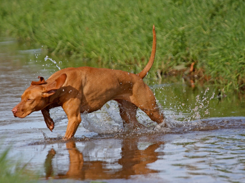 Ein brauner Hund springt in seichtem Wasser und spritzt Tropfen auf, mit grünem Gras im Hintergrund.