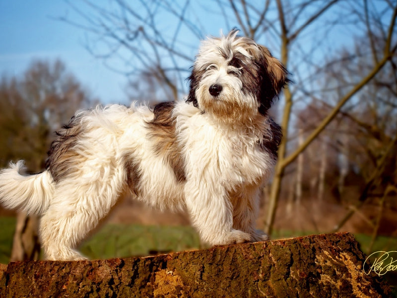 Ein flauschiger weiß-brauner Hund steht auf einem Baumstamm vor einer bewaldeten Kulisse.