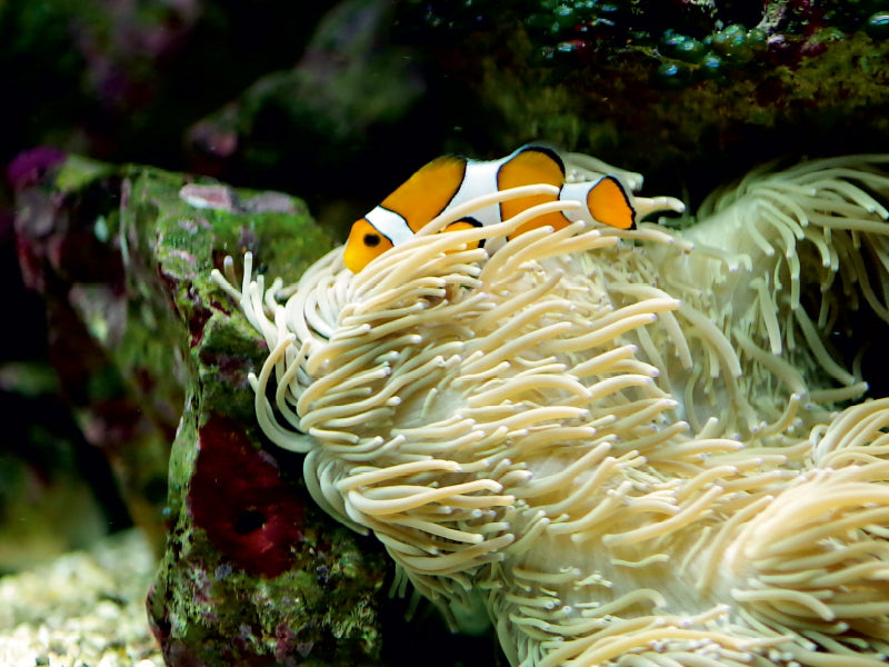 Ein orange-weißer Clownfisch in einer hellen Seeanemone vor einem dunklen F Riff.
