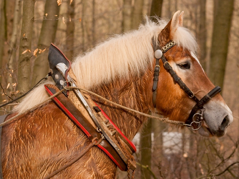 Ein braunes Zugpferd mit heller Mähne und Geschirr steht im Wald.