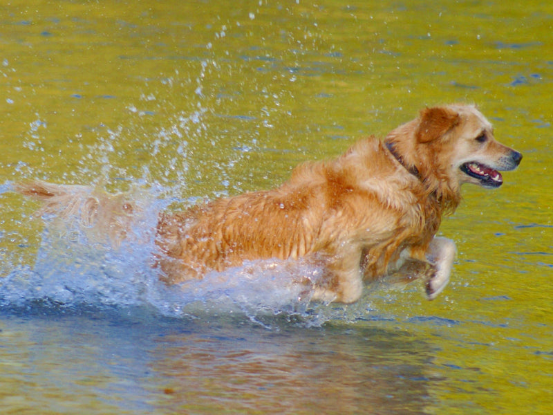 Ein goldener Hund läuft durch gelbes Wasser und erzeugt viele Spritzer.