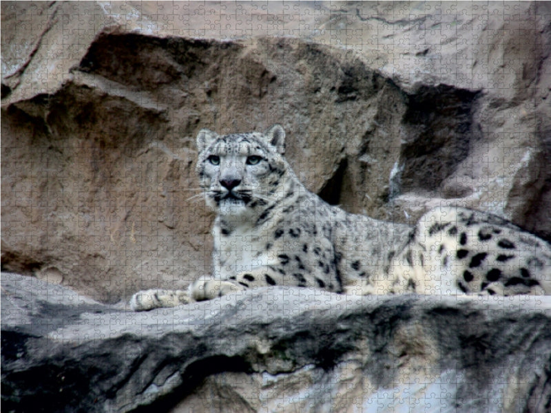 Ein Schneeleopard liegt auf einem grauen Felsen vor einer steinigen Hintergrundwand.